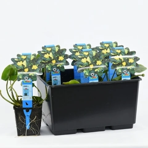 Gele Plomp (Nuphar Lutea) 4 Gele Plomp (Nuphar Lutea) - Afbeelding 4