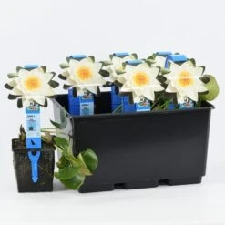 Waterlelie (Nymphaea 'Alba') 6 Waterlelie (Nymphaea 'Alba') -Green Roots Exporteren Winkel nymphaea alba 20180404185113