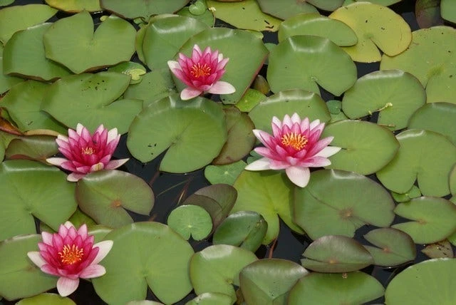 Waterlelie (Nymphaea 'Attraction') 3 Waterlelie (Nymphaea 'Attraction') - Afbeelding 3