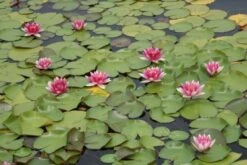 Waterlelie (Nymphaea 'Attraction') 9 Waterlelie (Nymphaea 'Attraction') -Green Roots Exporteren Winkel nymphaea attraction 3