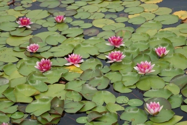 Waterlelie (Nymphaea 'Attraction') 4 Waterlelie (Nymphaea 'Attraction') - Afbeelding 4