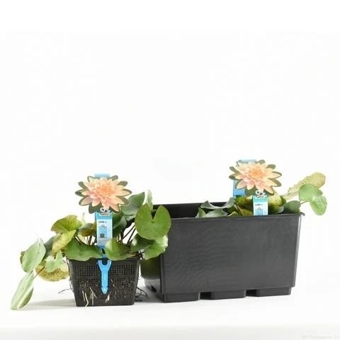 Waterlelie (Nymphaea 'Colorado') 2 Waterlelie (Nymphaea 'Colorado') - Afbeelding 2