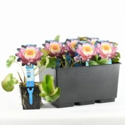 Waterlelie Fabiola (Nymphea 'Fabiola') -Green Roots Exporteren Winkel nymphaea fabiola 20170629101935