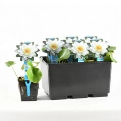 Waterlelie (Nymphaea 'Gladstoniana')