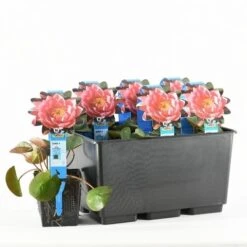 Waterlelie (Nymphaea 'James Brydon') -Green Roots Exporteren Winkel nymphaea james brydon t 2