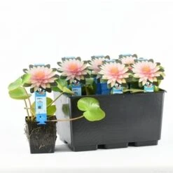 Waterlelie (Nymphaea 'Madame Wilfron Gonnere') 5 Waterlelie (Nymphaea 'Madame Wilfron Gonnere') -Green Roots Exporteren Winkel nymphaea m d wilfron gonnere 20170629102658