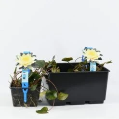 Waterlelie (Nymphaea 'Marliacea Chromatella') 5 Waterlelie (Nymphaea 'Marliacea Chromatella') -Green Roots Exporteren Winkel nymphaea marl. chromatella 3l. 20180409115712