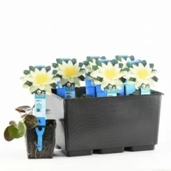 Waterlelie (Nymphaea 'Pygmaea Helvola') -Green Roots Exporteren Winkel nymphaea pygmaea helvola 20170630103528