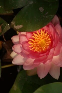 Waterlelie Fabiola (Nymphea 'Fabiola') -Green Roots Exporteren Winkel nymphea fabiola aqua sifra 4 65 1