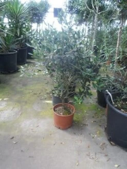 Olijf Als Struik (Olea Europaea) -Green Roots Exporteren Winkel olea europaea struikvorm 60 80 c10