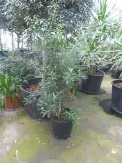 Olijf Als Struik (Olea Europaea) -Green Roots Exporteren Winkel olea europaea struikvorm 80 100 c20