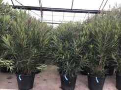 Smalbladige Oleander (Nerium Oleander 'Papa Gambetta') -Green Roots Exporteren Winkel oleanderpapagambetta 1