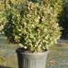 Olijfwilg Als Bol (Elaeagnus Ebbingei 'Compacta')