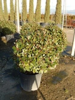 Olijfwilg Als Bol (Elaeagnus Ebbingei 'Compacta') 17 Olijfwilg Als Bol (Elaeagnus Ebbingei 'Compacta') -Green Roots Exporteren Winkel olijfwilg bollen 6070cm 2