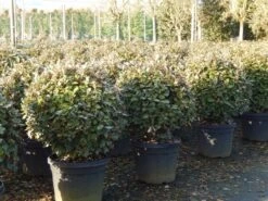Olijfwilg Als Bol (Elaeagnus Ebbingei 'Compacta') 18 Olijfwilg Als Bol (Elaeagnus Ebbingei 'Compacta') -Green Roots Exporteren Winkel olijfwilg bollen 6070cm 4
