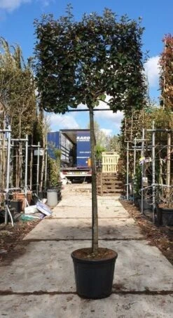 Green Roots Exporteren Winkel -Green Roots Exporteren Winkel olijfwilg leivorm 1