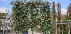 Olijfwilg Halfstam Als Leiboom (Elaeagnus Ebbingei) -Green Roots Exporteren Winkel olijfwilg scherm 1
