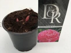 Nieuwe uitgaven -Green Roots Exporteren Winkel paeonia alexander fleming p12