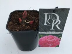 Pioenroos (Paeonia Dr. 'Alexander Fleming') 6 Pioenroos (Paeonia Dr. 'Alexander Fleming') -Green Roots Exporteren Winkel paeonia alexander fleming v1 2
