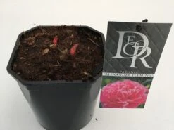 Pioenroos (Paeonia Dr. 'Alexander Fleming') -Green Roots Exporteren Winkel paeonia alexander fleming v2