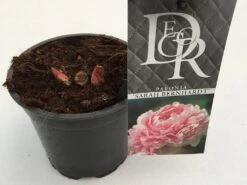 Pioenroos (Paeonia 'Sarah Bernhardt') -Green Roots Exporteren Winkel paeonia sarah berhardt p12 1