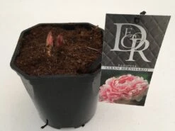 Pioenroos (Paeonia 'Sarah Bernhardt') -Green Roots Exporteren Winkel paeonia sarah berhardt v2 1