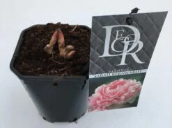 Pioenroos (Paeonia 'Sarah Bernhardt') -Green Roots Exporteren Winkel paeonia sarah bernhardt v1 1