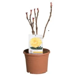 Gele Boompioen (Paeonia Suffruticosa) -Green Roots Exporteren Winkel paeonia suff. geel c5 2