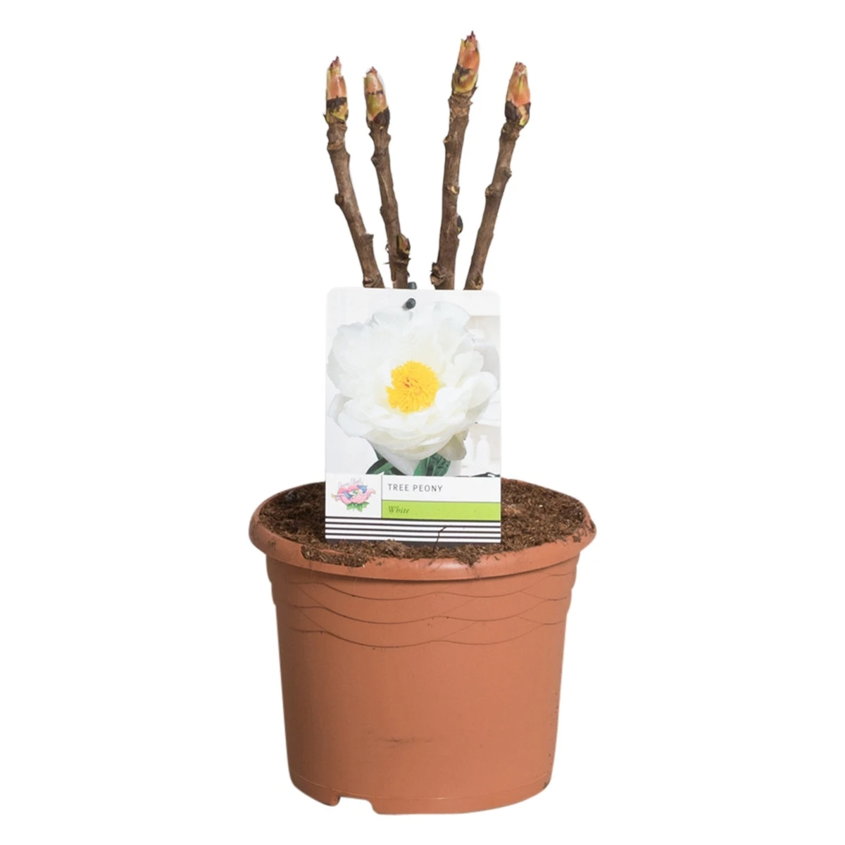 Witte Boompioen (Paeonia Suffruticosa) 1 Witte Boompioen (Paeonia Suffruticosa)