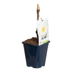 Witte Boompioen (Paeonia Suffruticosa) 7 Witte Boompioen (Paeonia Suffruticosa) -Green Roots Exporteren Winkel paeonia suff. wit p11 2