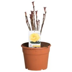 Gele Boompioen (Paeonia Suffruticosa) -Green Roots Exporteren Winkel paeonia suffruticosa geel c12 2