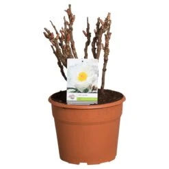 Witte Boompioen (Paeonia Suffruticosa) 6 Witte Boompioen (Paeonia Suffruticosa) -Green Roots Exporteren Winkel paeonia suffruticosa wit c12 2