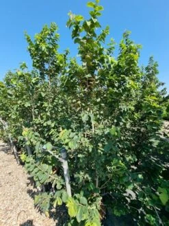 Perzisch IJzerhout Als Struik (Parrotia Persica) -Green Roots Exporteren Winkel parrotia persica 1