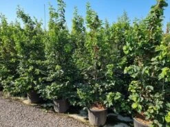 Perzisch IJzerhout Als Struik (Parrotia Persica) -Green Roots Exporteren Winkel parrotia persica 200250 cm 1