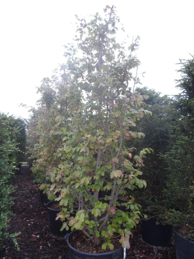 Perzisch IJzerhout Als Boom (Parrotia Persica) 3 Perzisch IJzerhout Als Boom (Parrotia Persica) - Afbeelding 3