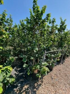 Perzisch IJzerhout Als Struik (Parrotia Persica) -Green Roots Exporteren Winkel parrotia persica 2