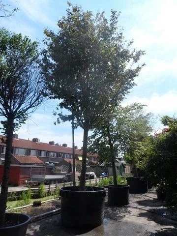 Perzisch IJzerhout Als Boom (Parrotia Persica) 4 Perzisch IJzerhout Als Boom (Parrotia Persica) - Afbeelding 4