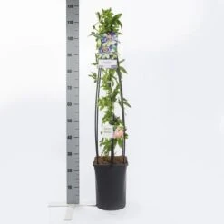 Passiebloem (Passiflora Caerulea) -Green Roots Exporteren Winkel passiflora caerulea1.00 1.25