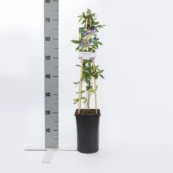 Passiebloem (Passiflora Caerulea) -Green Roots Exporteren Winkel passiflora caerulea 1