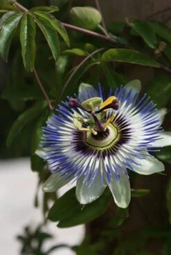 Passiebloem (Passiflora Caerulea) -Green Roots Exporteren Winkel passiflora caerulea 16
