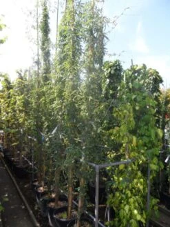 Passiebloem (Passiflora Caerulea) -Green Roots Exporteren Winkel passiflora caerulea 300 400 c25