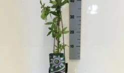 Passiebloem (Passiflora Caerulea) -Green Roots Exporteren Winkel passiflora caerulea 50 60 c2 1 1