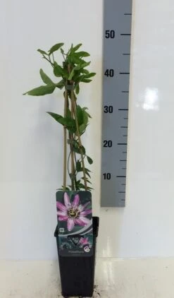 Passiebloem (Passiflora 'Victoria') 5 Passiebloem (Passiflora 'Victoria') -Green Roots Exporteren Winkel passiflora victoria 50 60 c2 1
