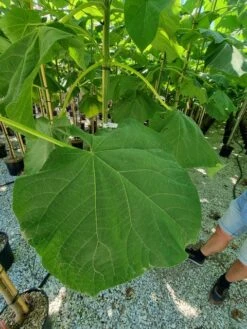 Anna Paulownaboom (Paulownia Fortunei 'Fast Blue') -Green Roots Exporteren Winkel paulownia fortunei fast blue 2 1