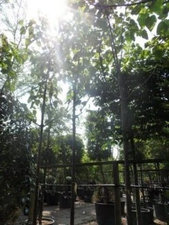 Anna Paulownaboom (Paulownia Tomentosa) -Green Roots Exporteren Winkel paulownia tomentosa 20 25 30ho c200