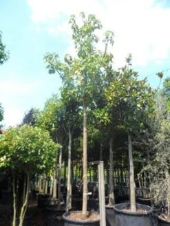 Anna Paulownaboom (Paulownia Tomentosa) -Green Roots Exporteren Winkel paulownia tomentosa 35 40ho c350