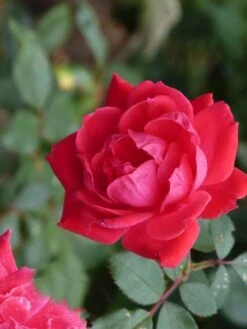 Klimroos (Rosa 'Paul's Scarlet Climber') -Green Roots Exporteren Winkel paulsscarletclimber 1