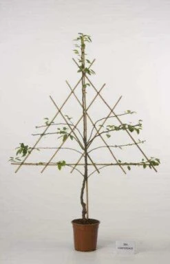 Lei-Peer (Pyrus Communis 'Gieser Wildeman') -Green Roots Exporteren Winkel peer leirek 2 5