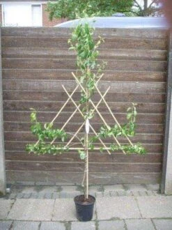 Lei-Peer (Pyrus Communis 'Concorde') -Green Roots Exporteren Winkel peer leirek 4 1