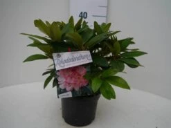 Rhododendron (Rhododendron 'Percy Wiseman') -Green Roots Exporteren Winkel percy wiseman c2 voor 1